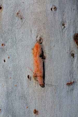 Eucalyptus Bark Art